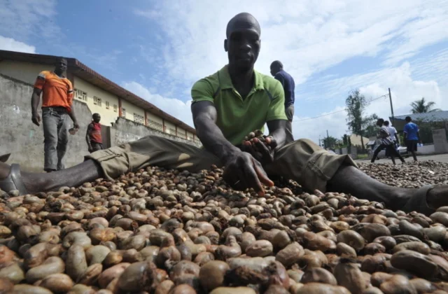 West African cashew costs are rising