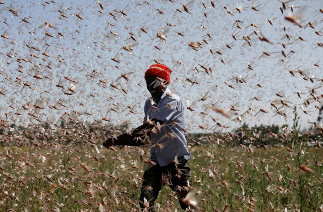What is bothering you?  Farmers make animal feed from