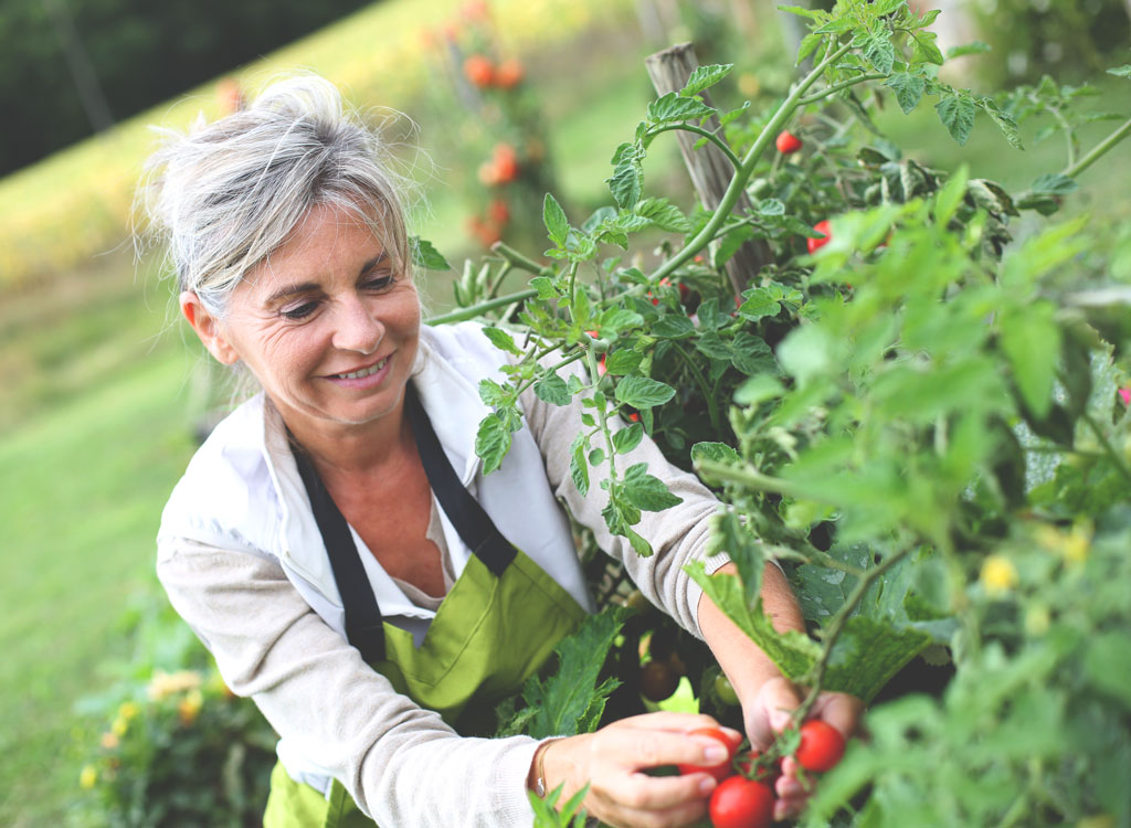elderly woman picking tomatoes from the garden