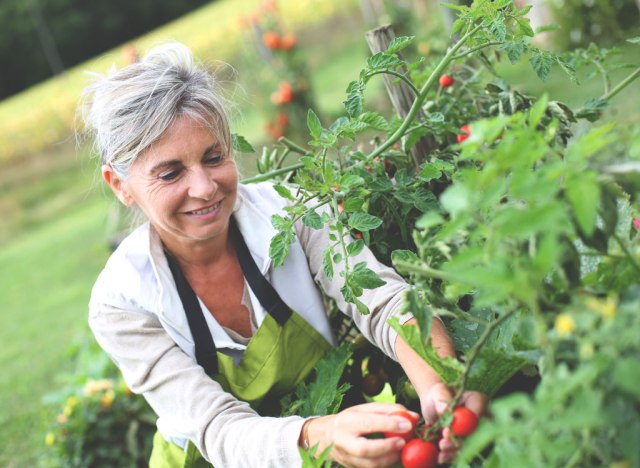 elderly woman picking tomatoes from garden