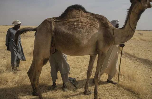 Darfur: UNHCR warns of consequences