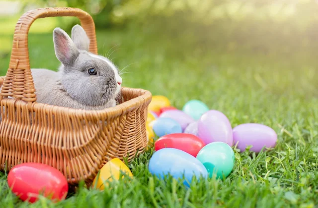 Placing This in Your Easter Basket Can Motive Meals Poisoning,