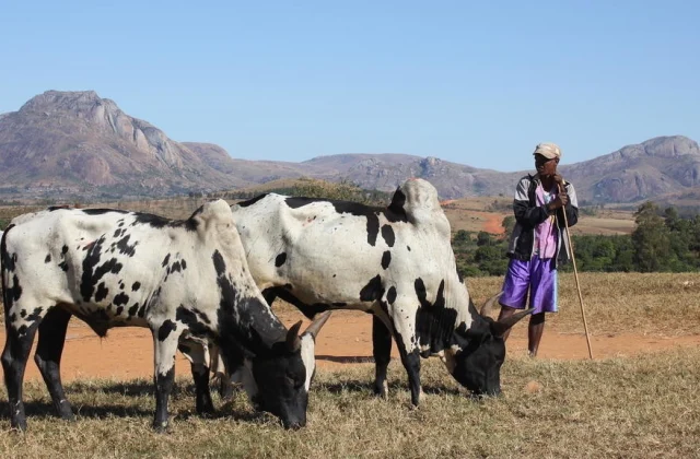 Rift Valley fever outbreak hits