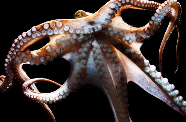 “The wisdom of the octopus” in the run after
