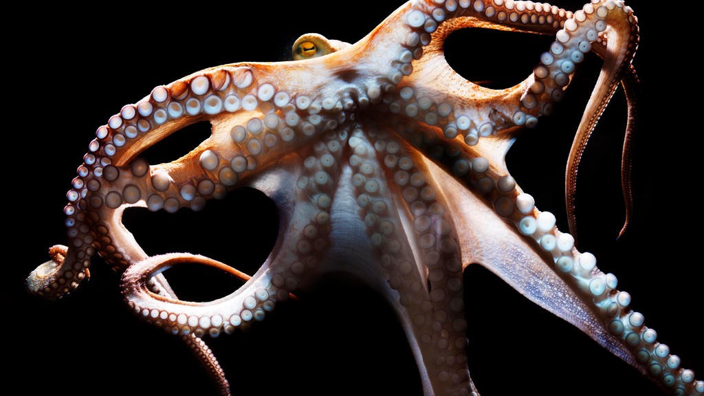 The wisdom of the octopus in the run after