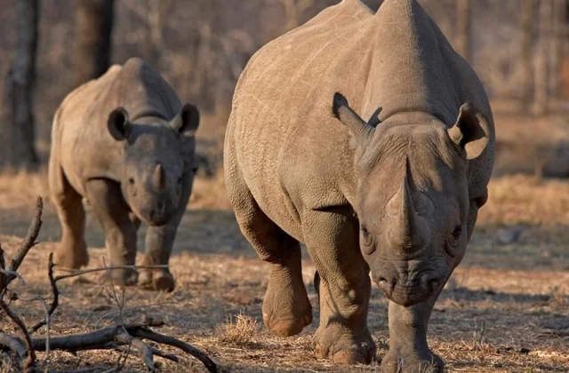 To save rhinos, World Bank