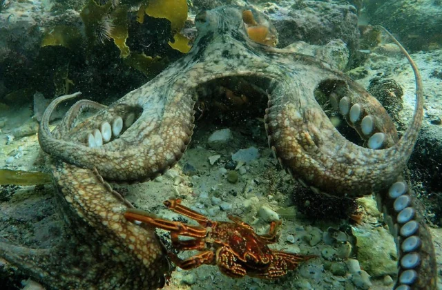 “Knowledge of the Octopus”, a movie to defend