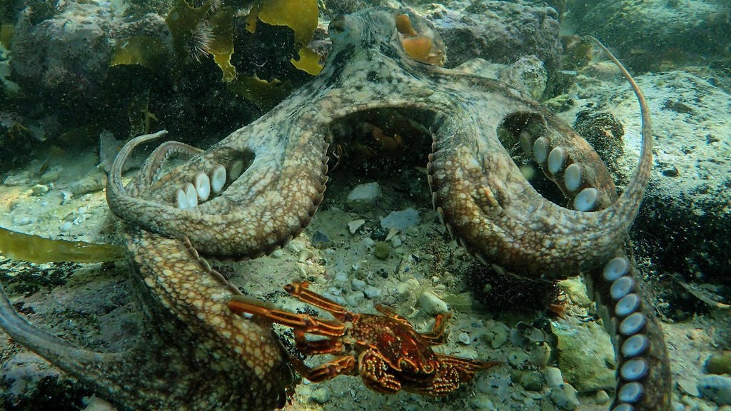 Wisdom of the Octopus a film to protect