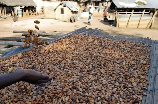 sharply decreased payment paid for planting machines in Côte