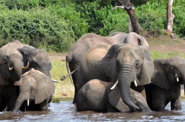 the opening of the elephant hunt doesn’t