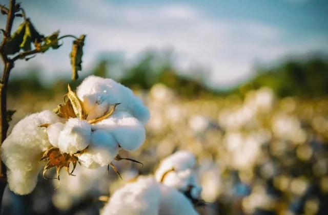 Cotton in South Africa is no longer popular
