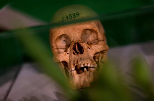 Germany admits to having committed genocide in Namibia