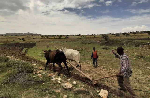 In Tigré, the farmers are the primary
