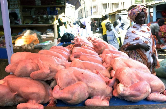 Lack of chickens in Senegal for preparations