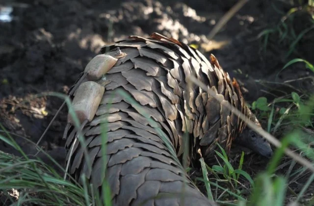 South Africa: monitor pangolin
