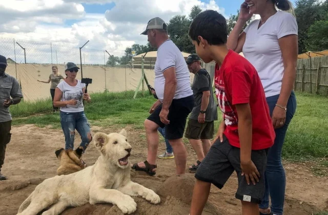 South Africa desires to ban lion breeding