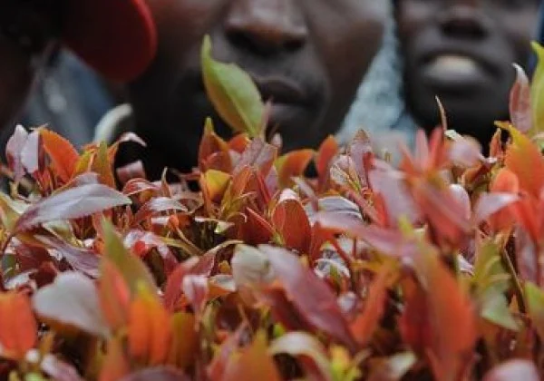 The Miraa ban continues to be not being lifted, Somalia stated after the restoration of diplomacy