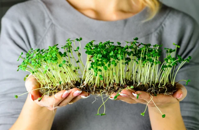 This House Gardening Mistake Can Make Your Meals Poisonous, In accordance