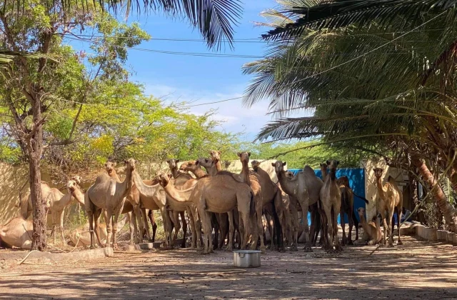 Xigasho: Odayaal geel u kaxaysta xoogagga amniga qaranka – Axadle