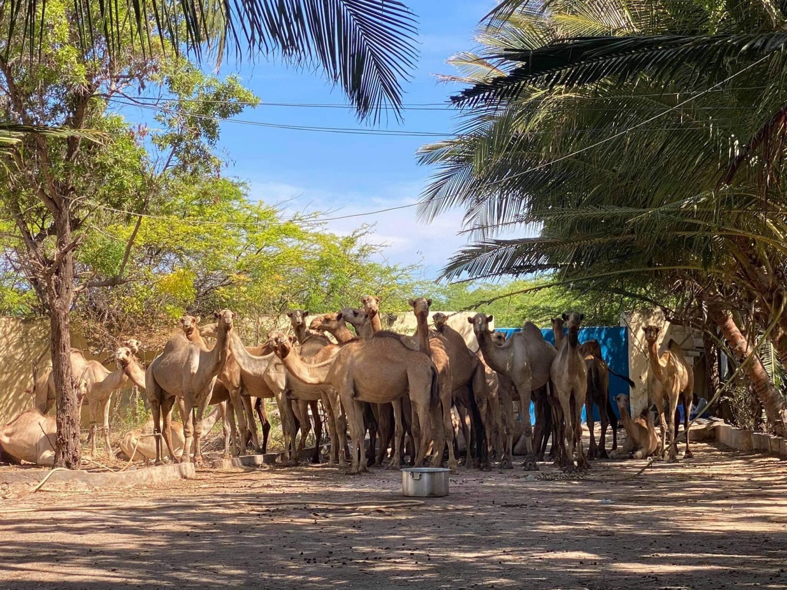 Xigasho: Odayaal geel u kaxaysta xoogagga amniga qaranka – Axadle