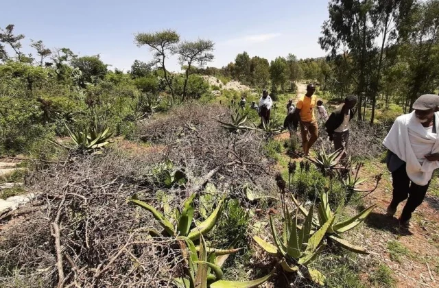 a massacre committed by Eritrean soldiers in