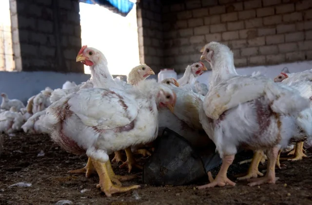 avian influenza detection, elevated measures to