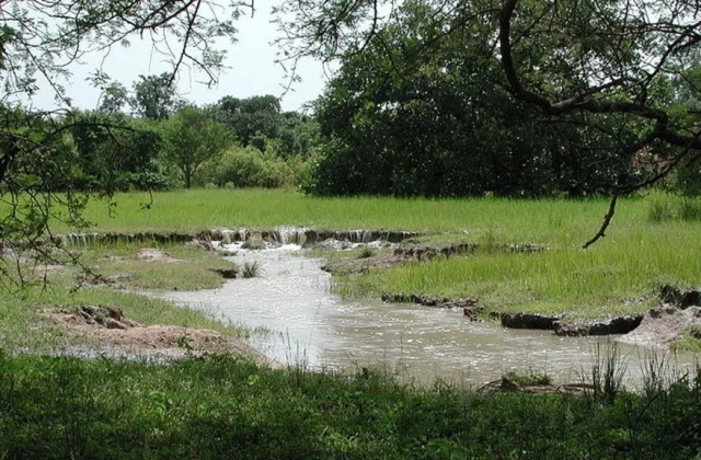 Concerns about the future of Burkina Faso’s forests