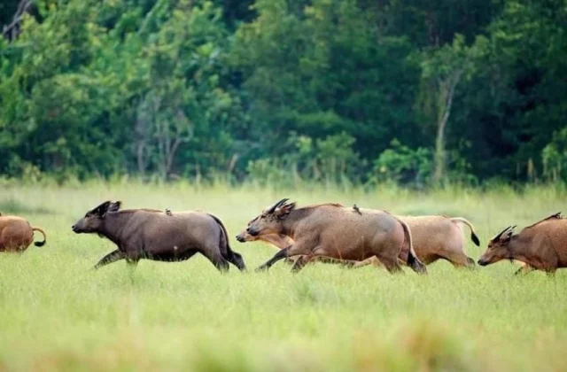 Gabon: in Pongara, animals are making a comeback