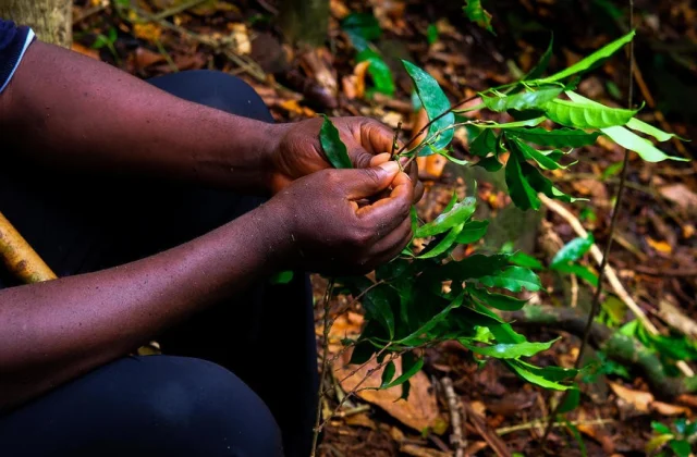 Sierra Leone: on Kambui Hill, coffee