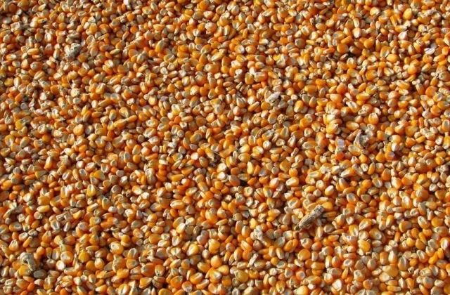 Tension in the West African grain market