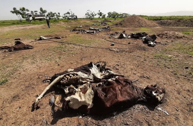 in Tigray, the confusion of the inhabitants of Mekoni