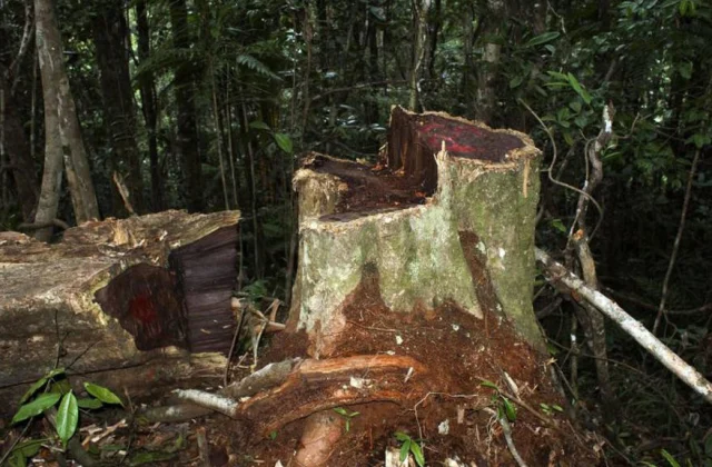 the cry of alarm from the woodworkers in difficulty