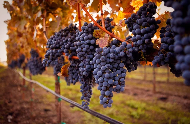 This U.S. Area Is Turning into the Subsequent Napa Valley