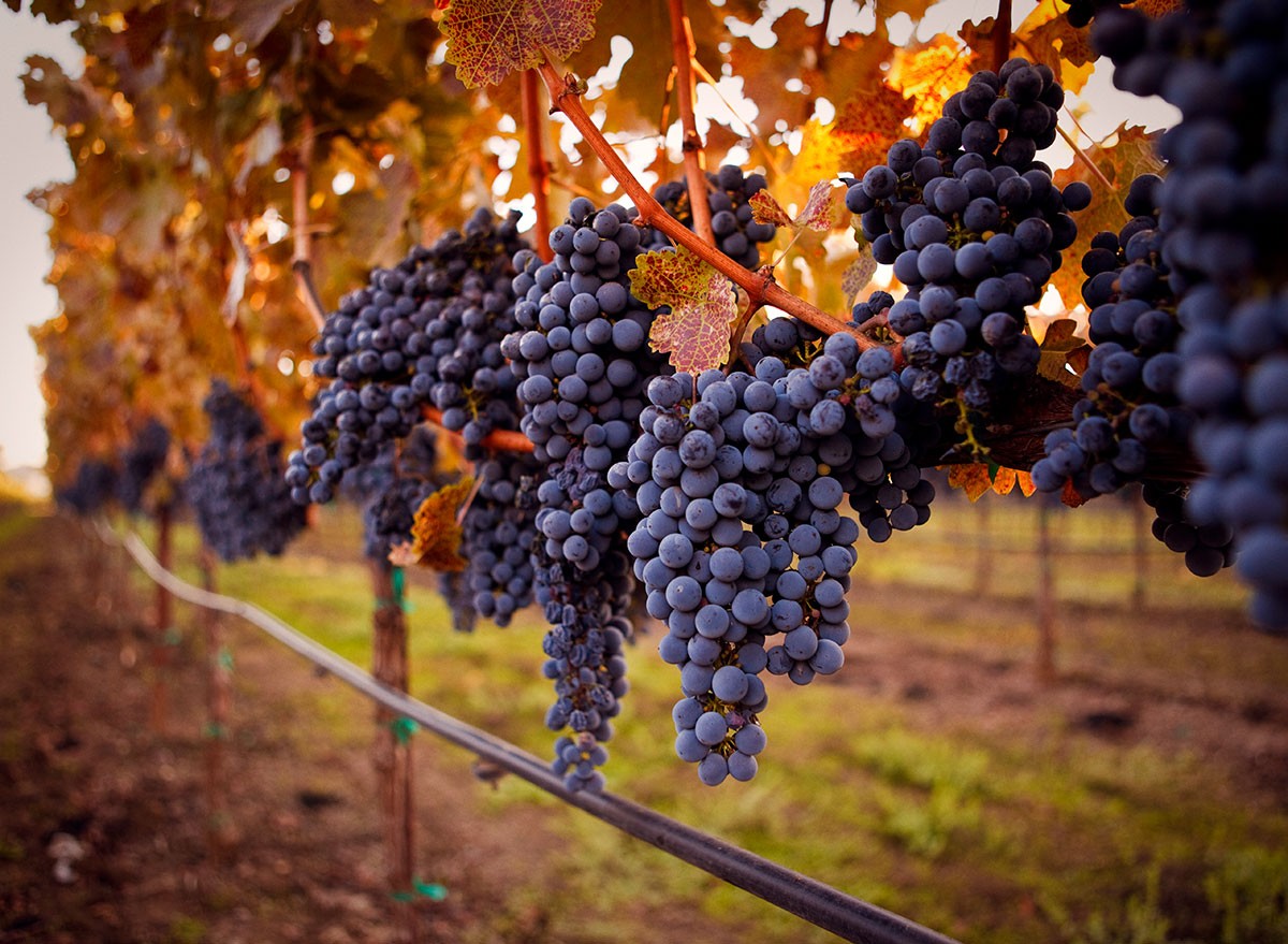 This U.S. Area Is Turning into the Subsequent Napa Valley