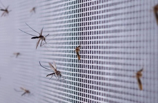 Concerns over the recurrence of malaria in