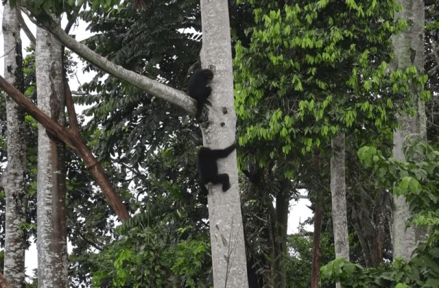 Gabon: a zoo to support one