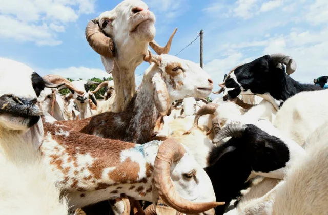 In Chad, the price of sheep has complicated the party