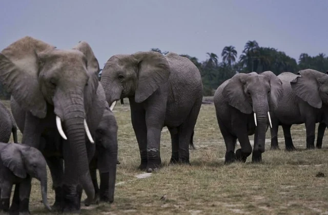 Kenya: when inexperienced gold threatens the survival of