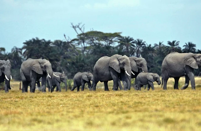 13 elephants will likely be transported by air