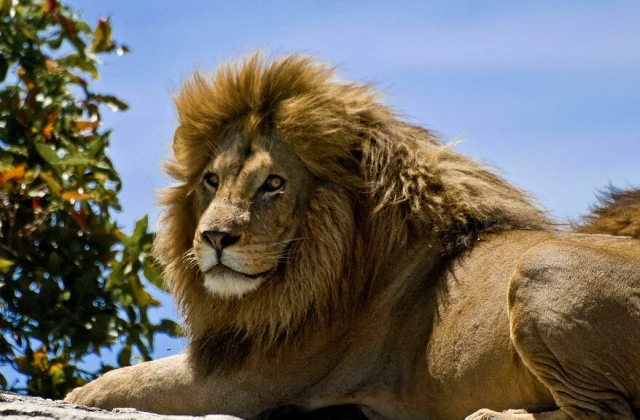 a misplaced lion spreads panic within the suburbs to