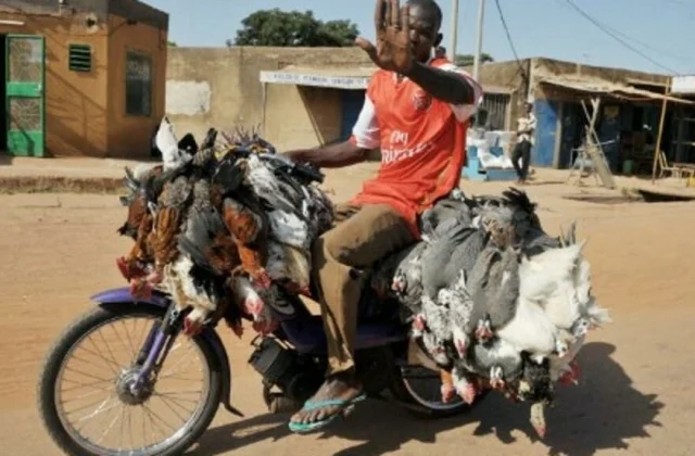 creation of a label for bicycle chicken