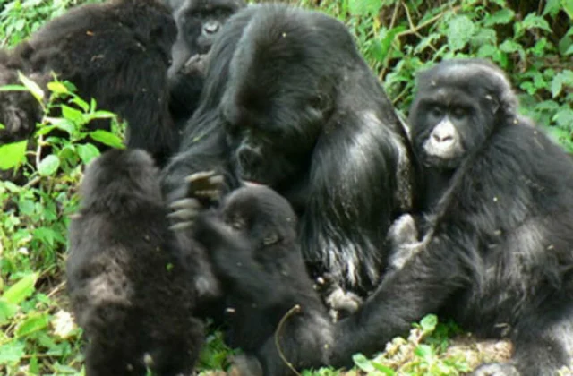 the killing of protected species approved by
