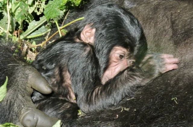 Baby mountain gorilla born in DR Congo’s Virunga National