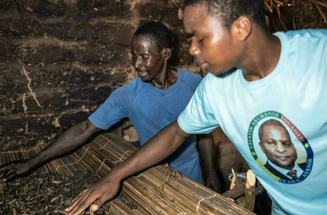 Central African Republic: development of the larval sector