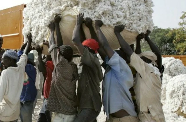 Mali wants to regain its place as the leading producer of