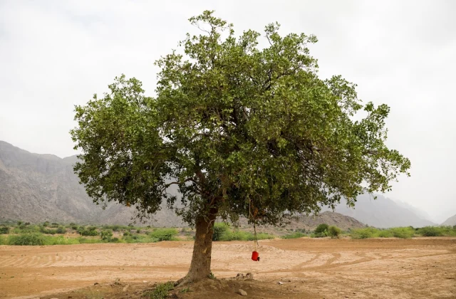 War victims: Yemen’s forests in danger as fuel
