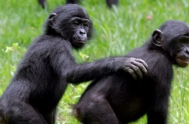 a decree approves the slaughter of protected species, ICCN