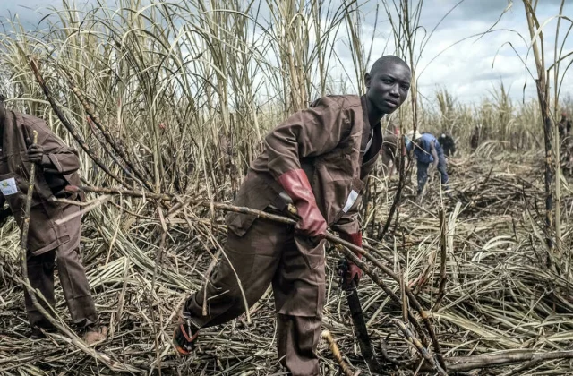 an NGO condemns a “silent agreement” between the Castel group and