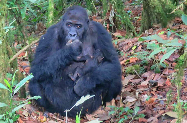 birth of a gorilla in the Kahuzi-Biega Park