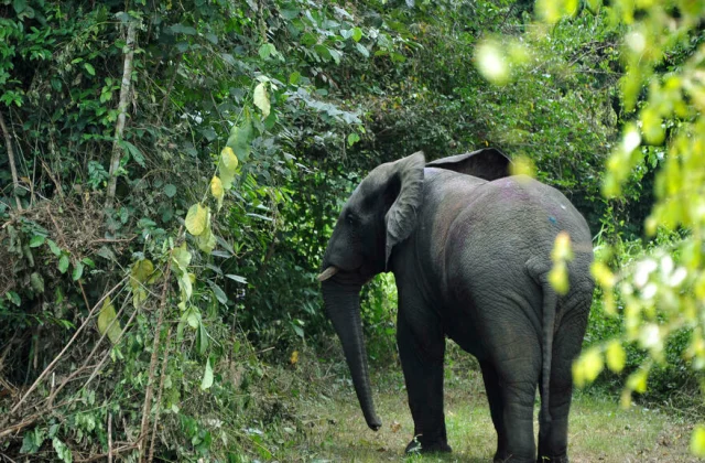 the elephant Hamed escapes again and causes havoc